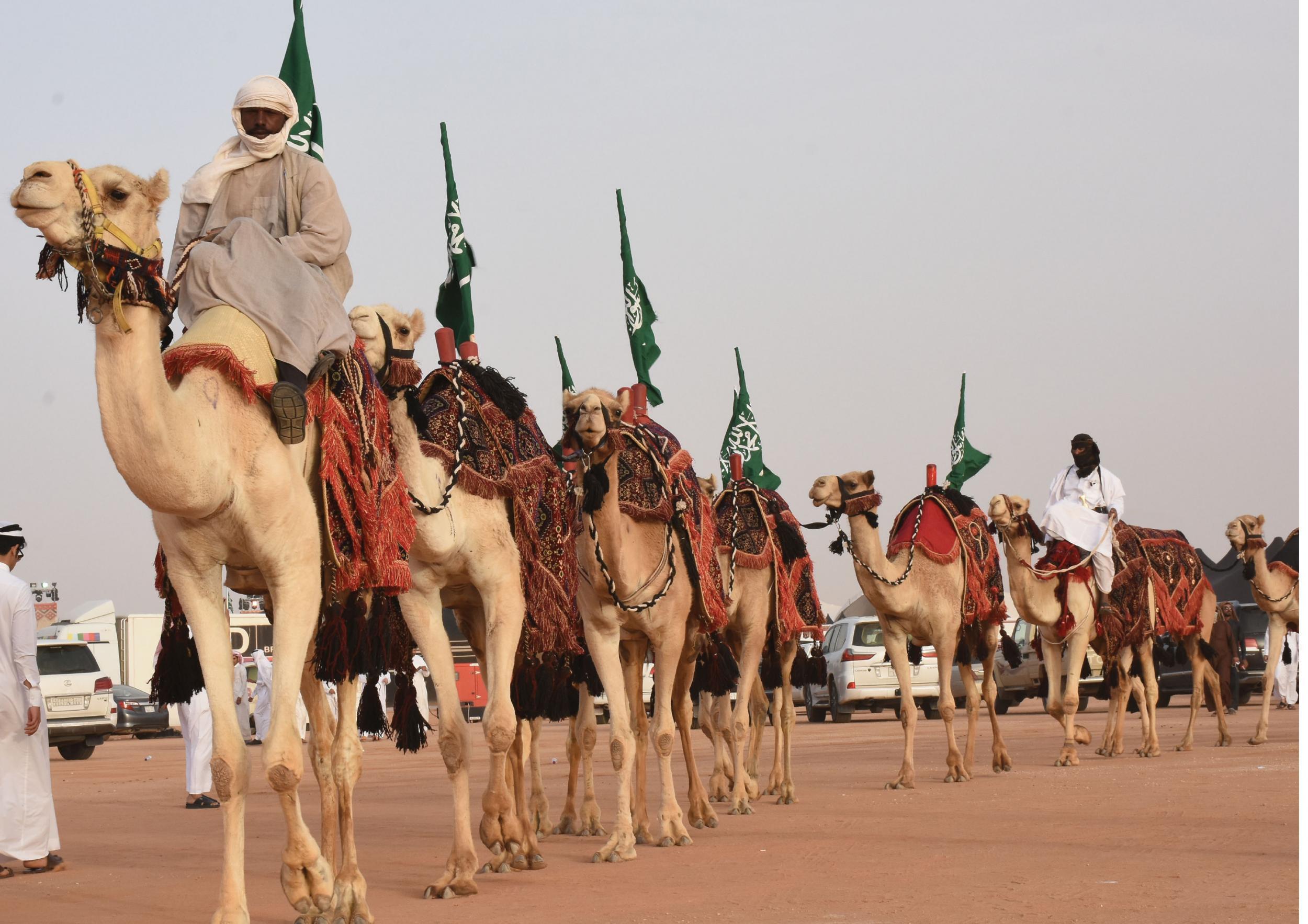 More than 30,000 camels were entered into the festival near Riyadh (King Abdul Aziz Camel Festival )