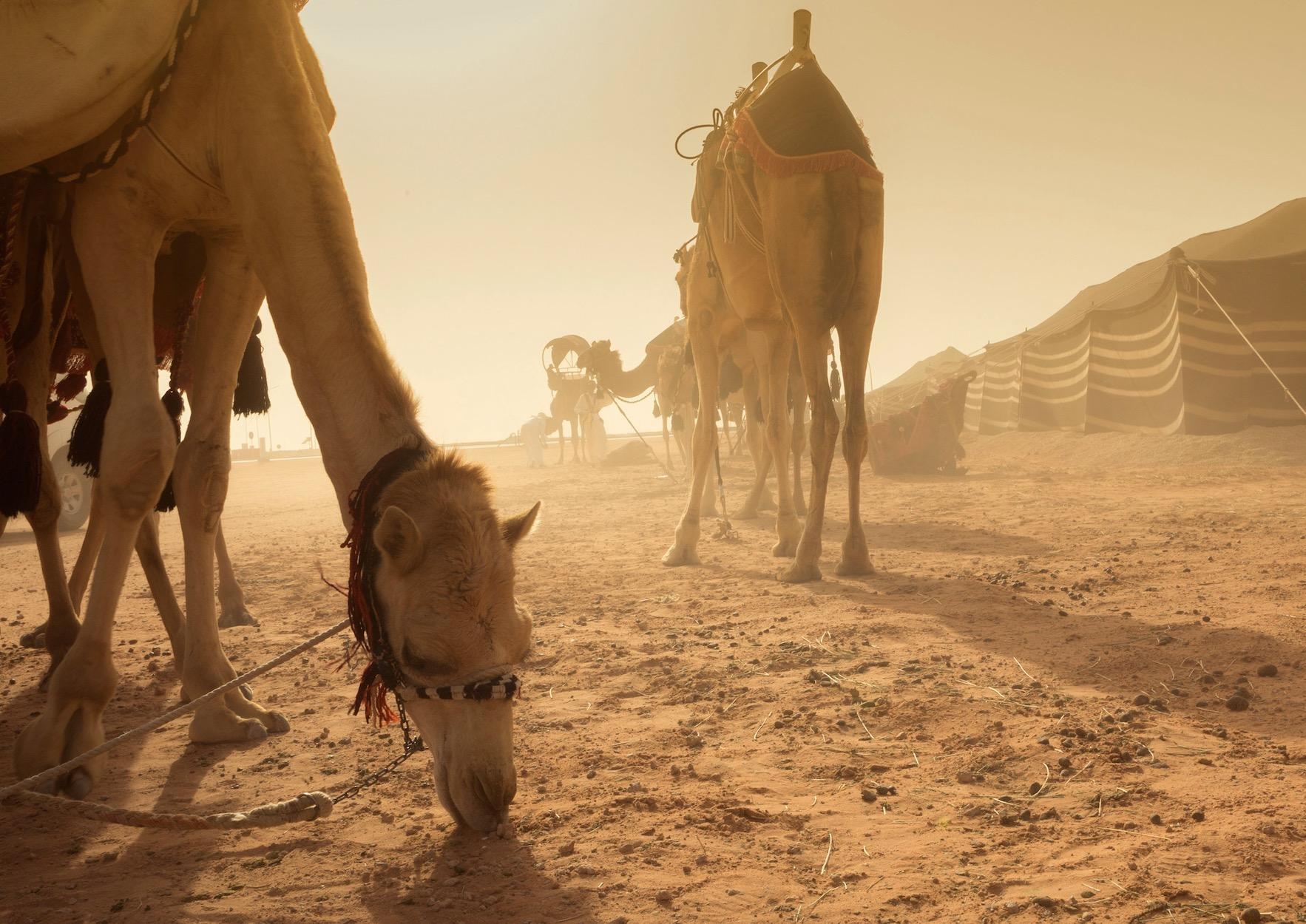 Many in Saudi Arabia predicted that the desert way of life would die out with the invention of cars – but well into the 21st century, around four million camels remain an important part of daily life in the kingdom