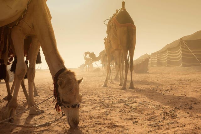 Many in Saudi Arabia predicted that the desert way of life would die out with the invention of cars – but well into the 21st century, around four million camels remain an important part of daily life in the kingdom