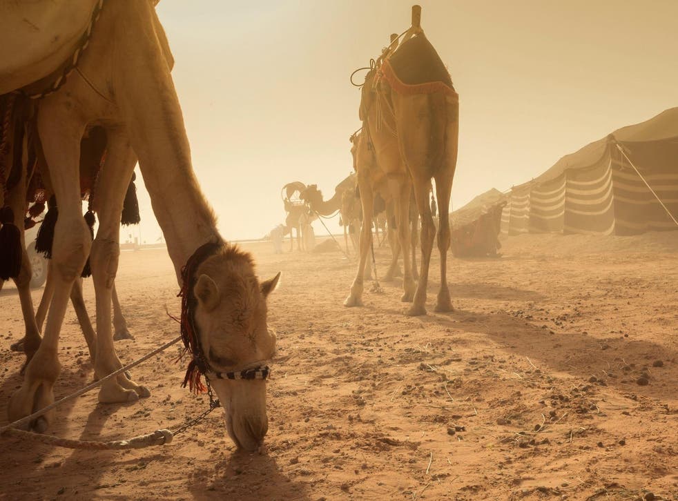 Many in Saudi Arabia predicted that the desert way of life would die out with the invention of cars – but well into the 21st century, around four million camels remain an important part of daily life in the kingdom