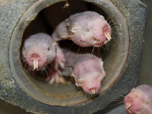 Naked mole-rats are resistant to cancer, pain and even the biological laws of ageing