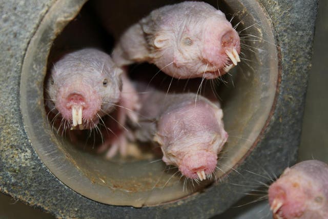 Naked mole-rats don’t get cancer, don’t feel pain and don’t have warm blood like other mammals. They also don’t need very much oxygen to live, per a new study in the journal Science