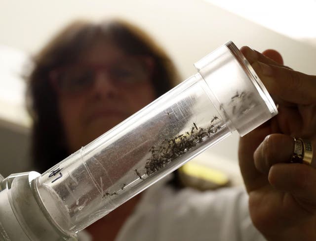 A scientist works with mosquitoes on March 30, 2017 at the insectarium of The Institut Pasteur, a private non-profit foundation in Paris, whose mission is to help prevent and treat diseases