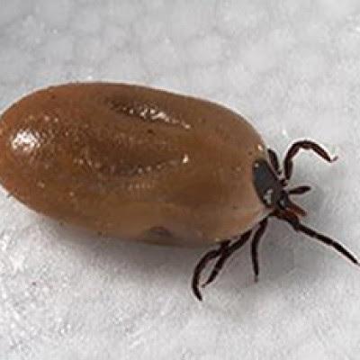 An engorged female blacklegged, or deer tick, lxodes scapularis, which transmits Powassan virus disease, a rare illness that can be serious. This larval tick is no bigger at the end of this sentence. Handout from the Centres of Disease Control and Prevention