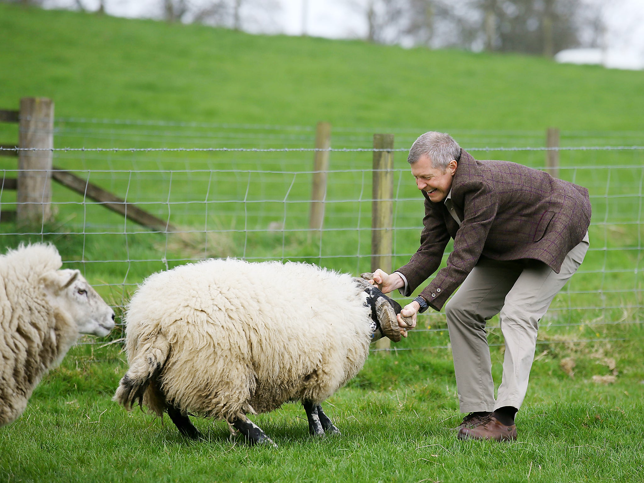 The politician takes the ram by the horns as he campaigns in the Scottish local elections