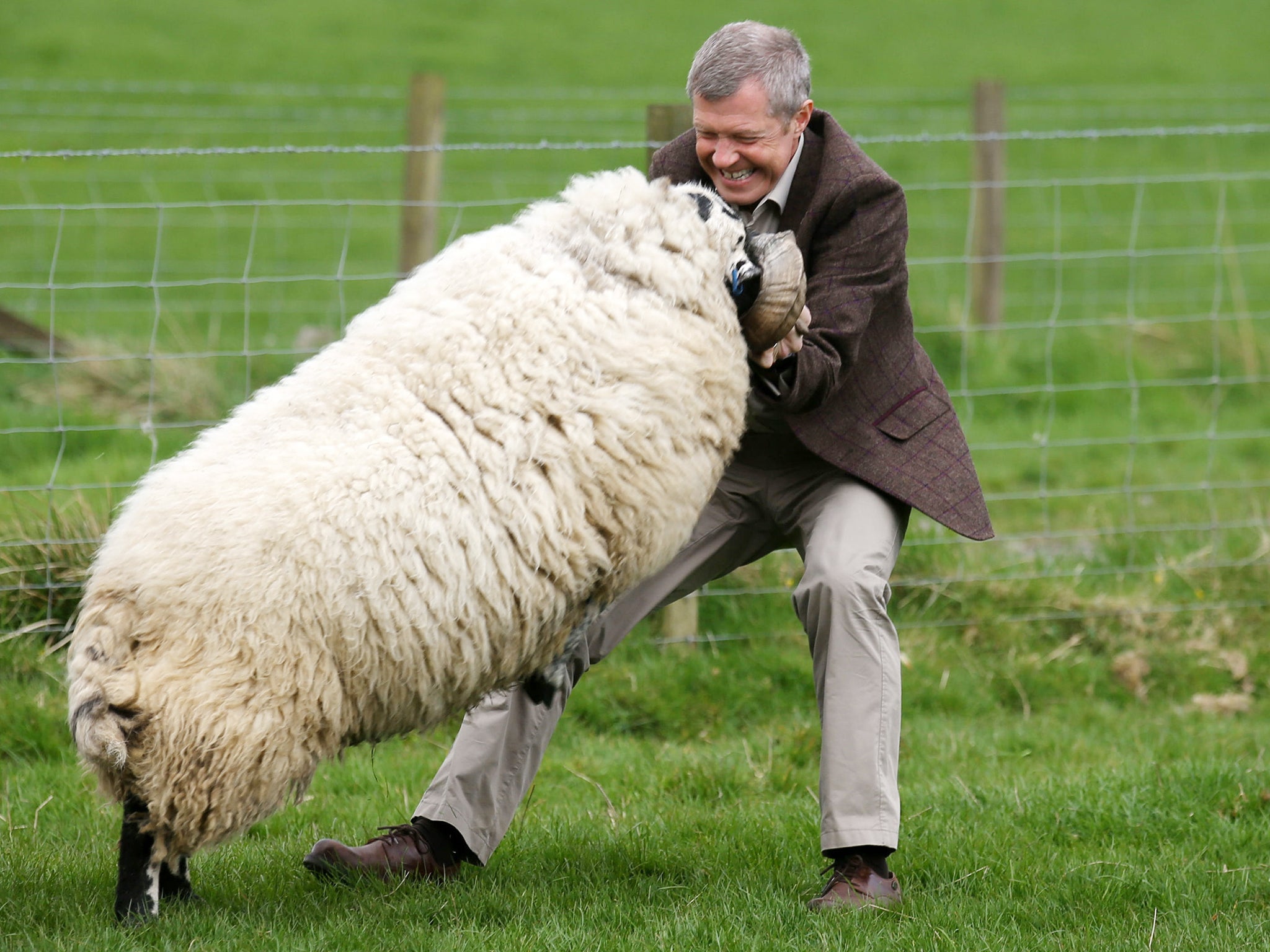 Scottish Liberal Democrat leader Willie Rennie appears to relish the fight with a ram