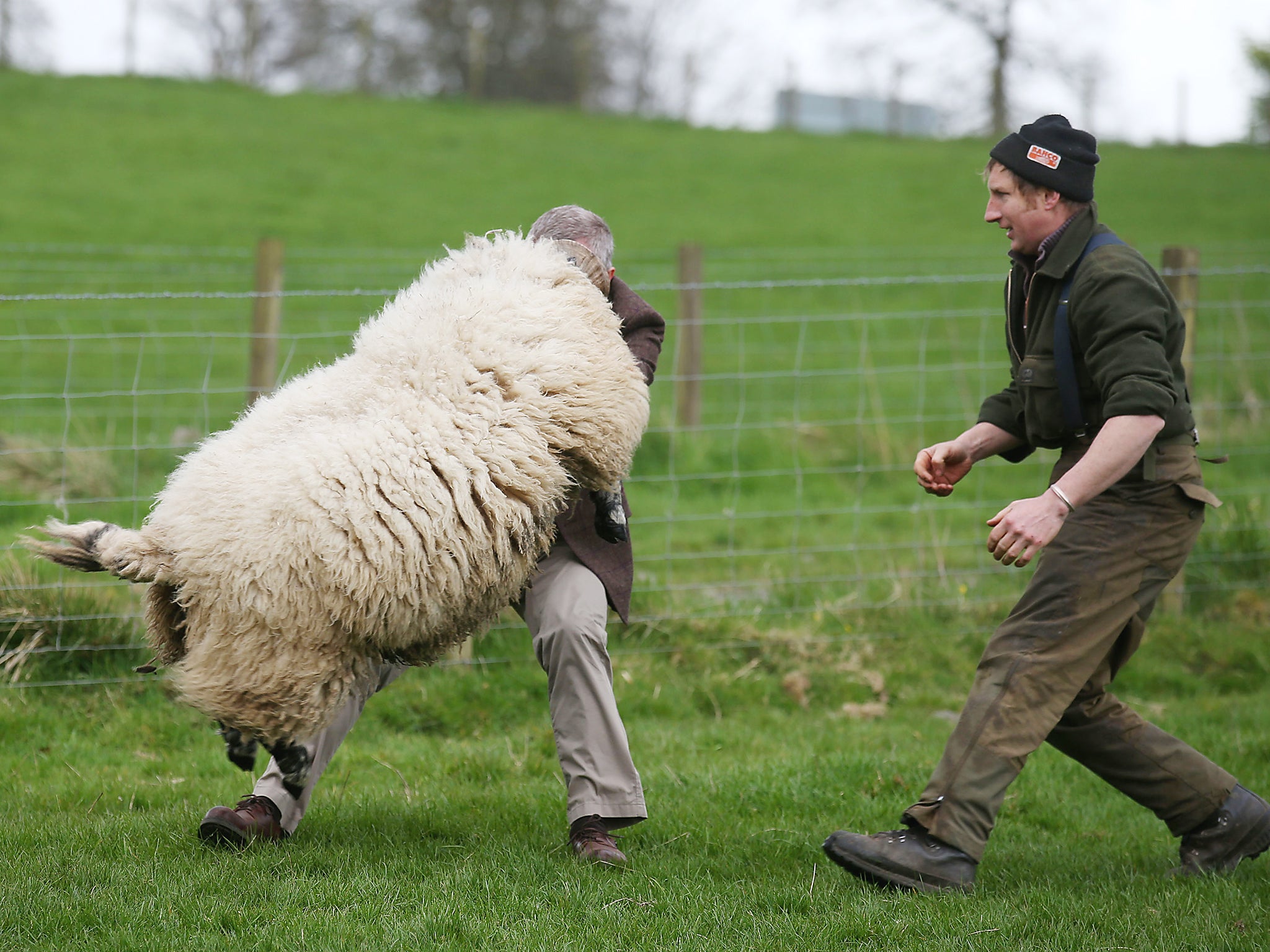 The MSP, with farmer Stuart McDougall, gets close to the ram during a visit to Mill House farm in Kelty, Fife