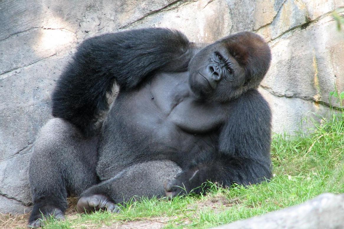 A Ukip Candidate Has Announced Shes Sexually Attracted To Gorillas Indy100 Indy100 