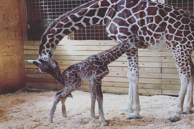 April the giraffe and her baby at the Animal Adventure Park in New York state