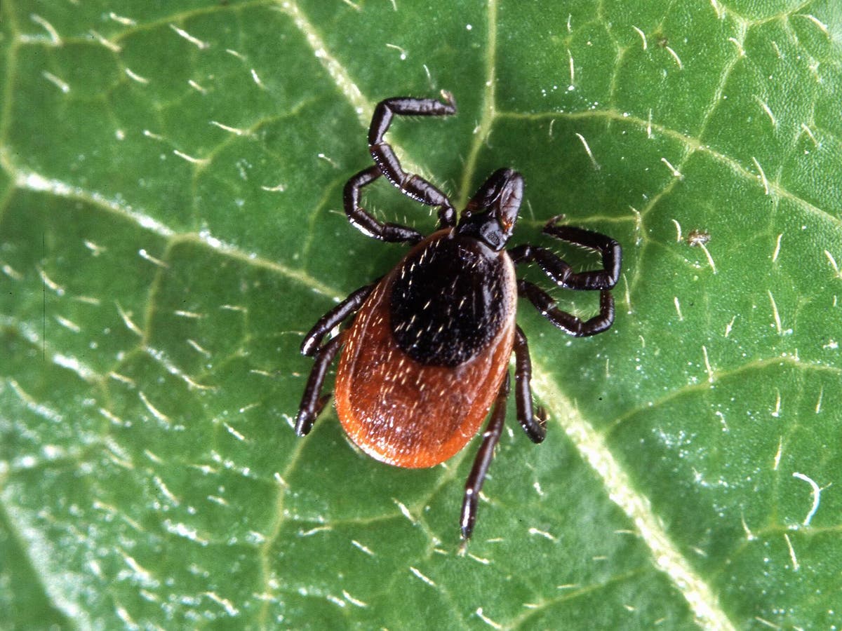 Maine man dies after contracting rare virus spread by infected tick bite