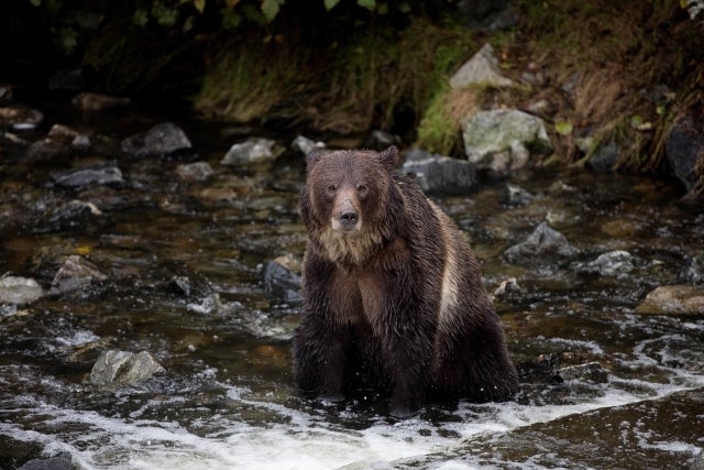 &#13;
Go grizzly-spotting in the Canadian wilderness &#13;