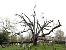 Oldest tree in US dies after standing for 600 years