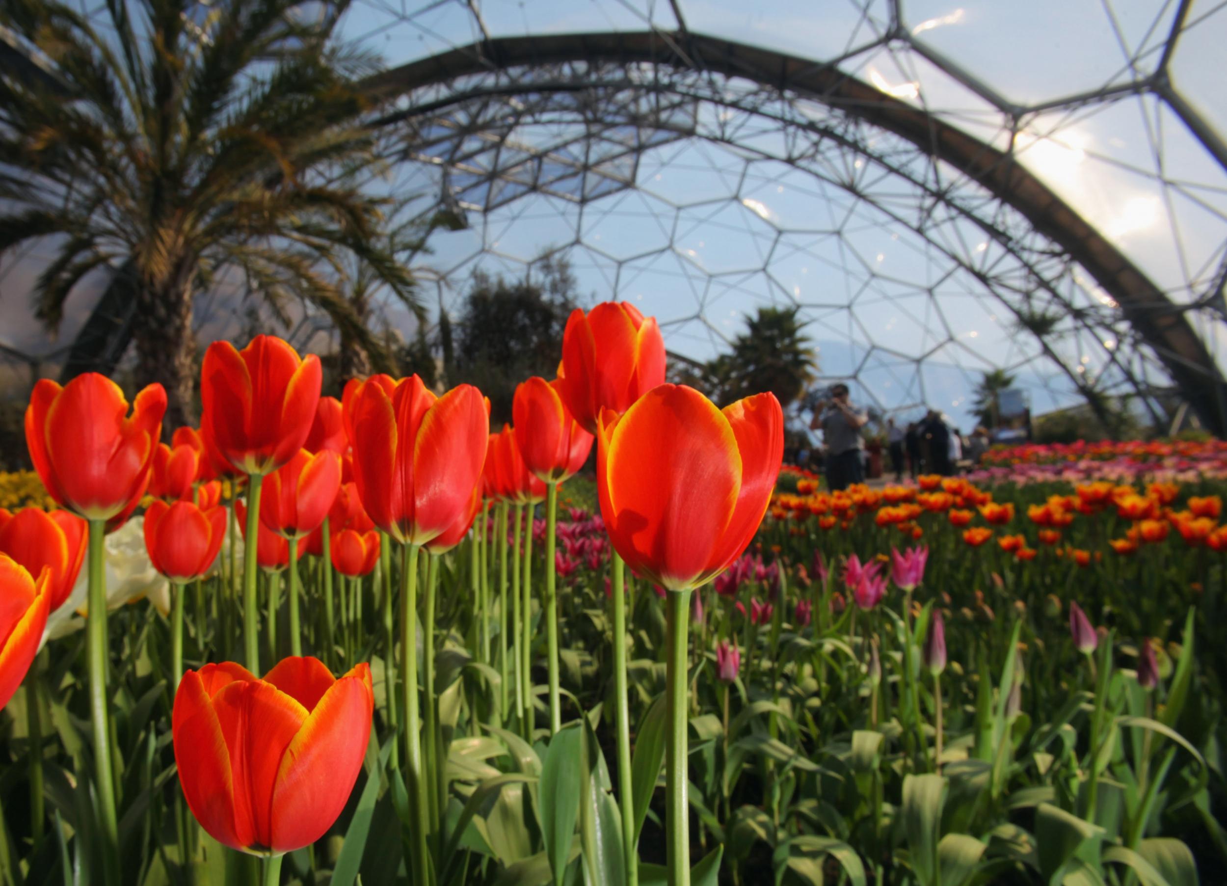 Spring is in full bloom at the Eden Project in Cornwall, which got a gong for its work for customers with disabilities