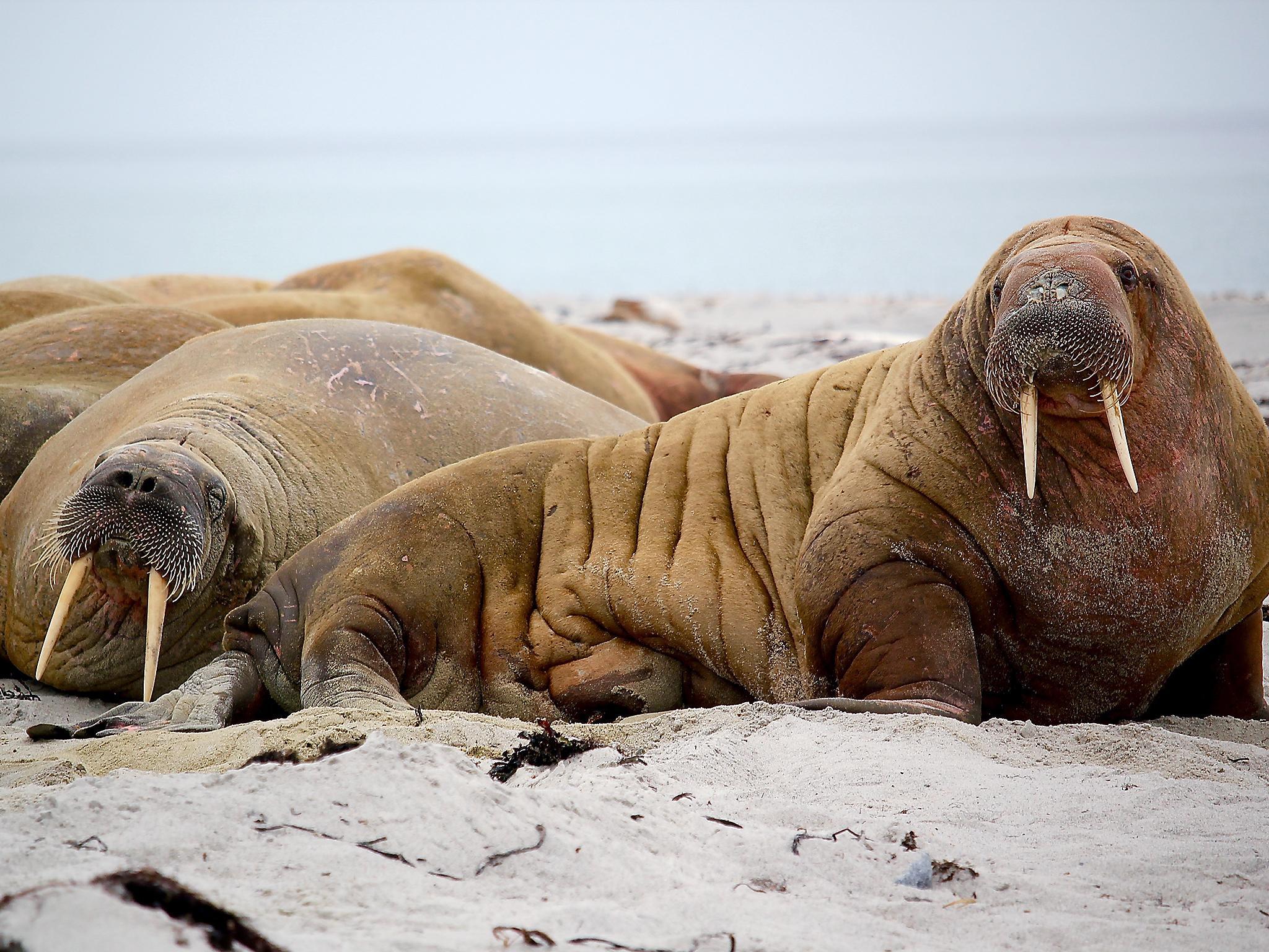 The other ivory trade Narwhal, walrus and.. photo