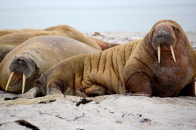 The walrus, like the narwhal, is subject to complicated hunting and export rules