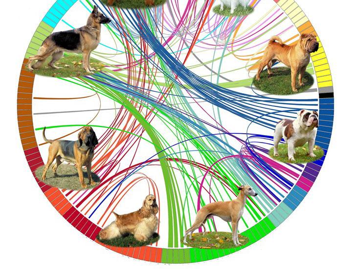 A diagram representing the genetic analysis of dog breeds