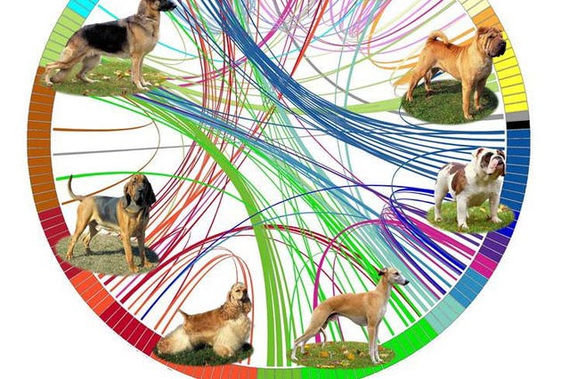 A diagram representing the genetic analysis of dog breeds