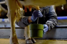 Trump says US 'will not stand for' Canada's action on dairy farming
