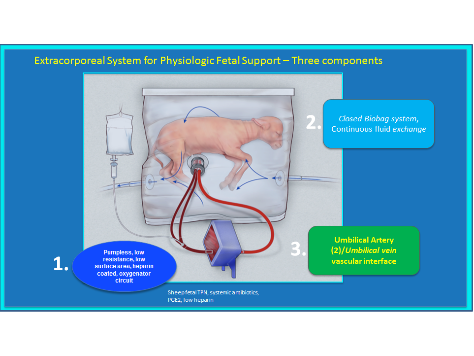 A diagram showing how the artificial womb-like 'biobag' nourishes a foetal lamb