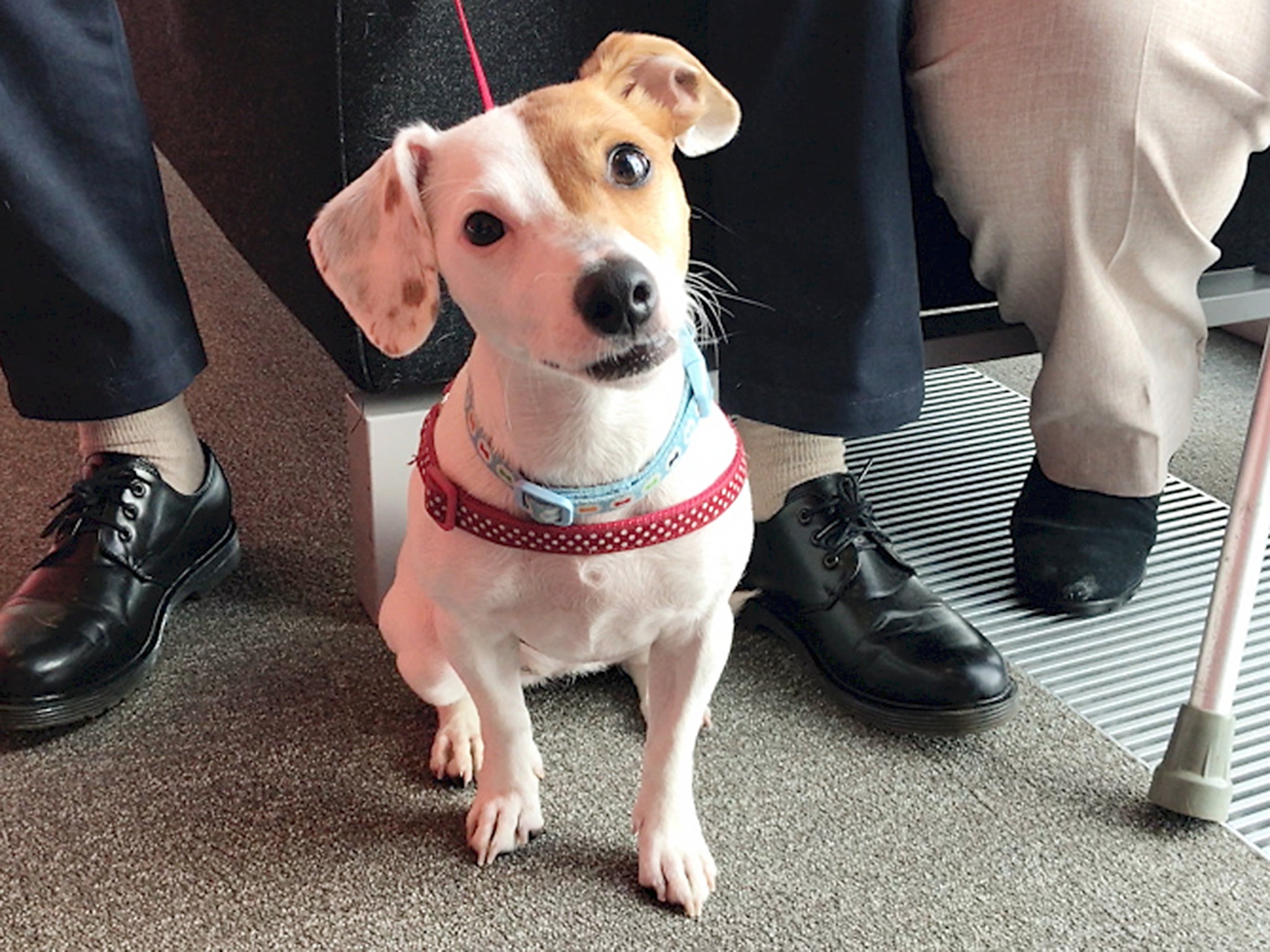 Molly, a Jack Russell born with male and female parts who has made a complete recovery after undergoing rare gender reassignment surgery
