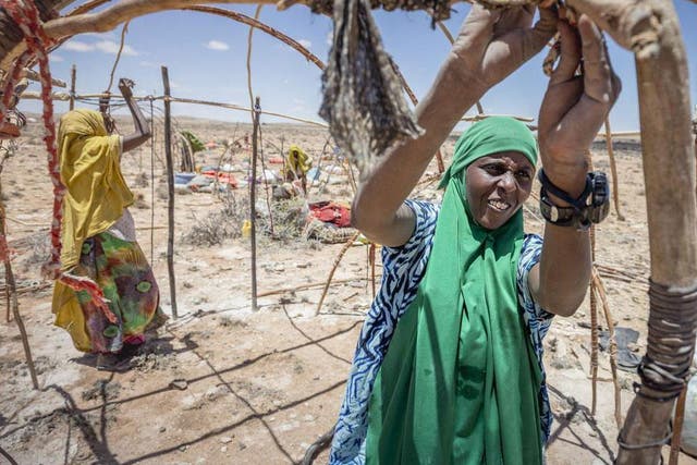 Farhia, a 25-year-old pastoralist in northern Somalia sets up home after moving for the fourth time in search of rain