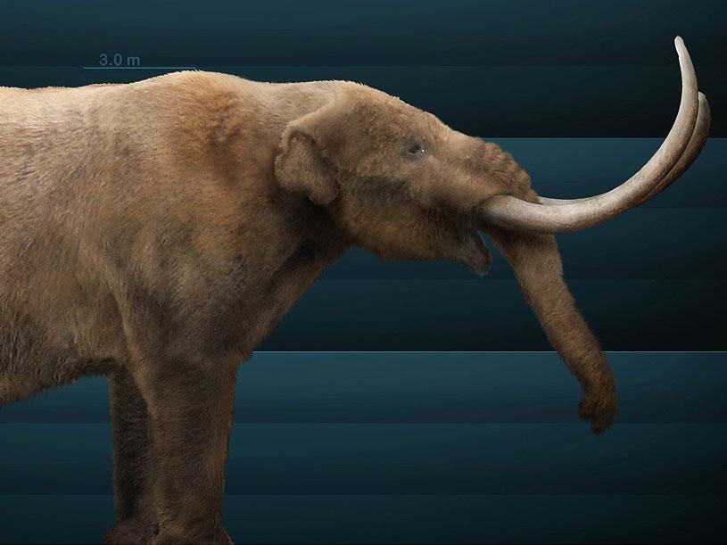 A reconstruction of a mastodon, a now-extinct animal distantly related to elephants