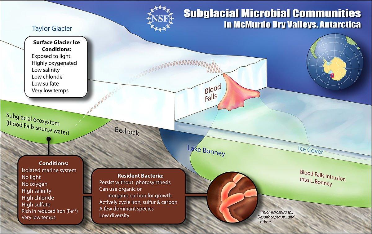 (Wikimedia Commons / Zina Deretsky / US National Science foundation (NSF)