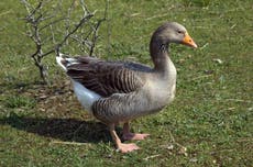 Mea Culpa: What kind of goose was it, really?