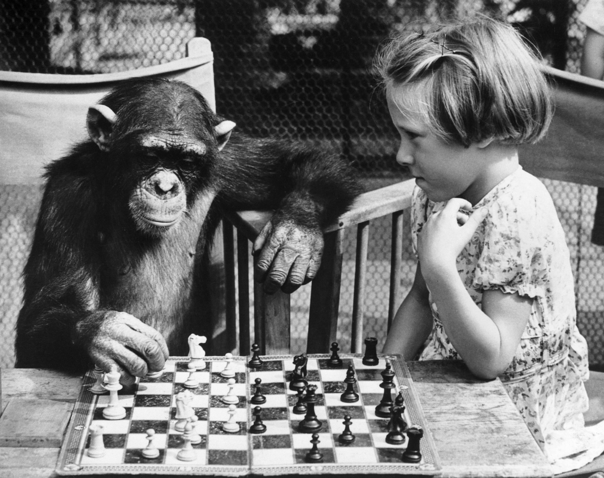 Who knows when chimpanzees will master chess, Cluedo or Settlers of Catan (Getty)