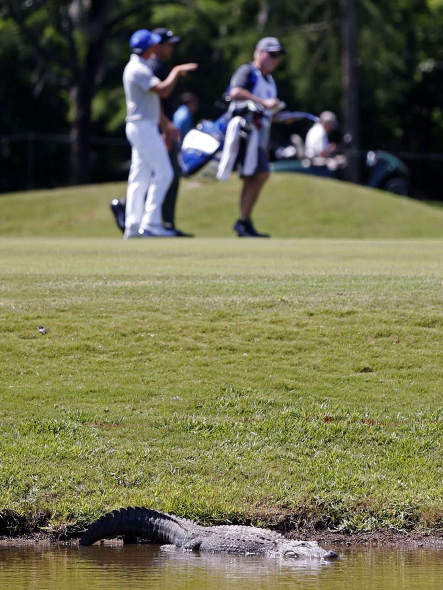 Players had to negotiate a number of alligators around the course