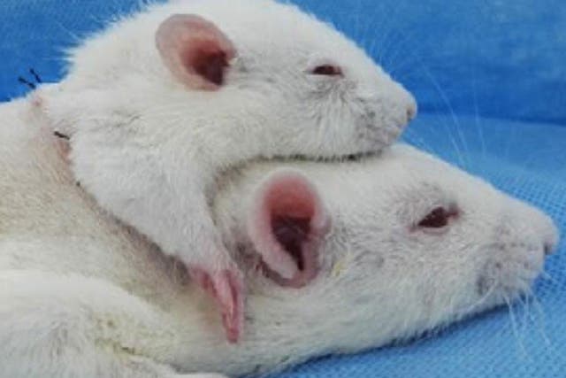 Images from a study showing a donor head transplanted on a rat