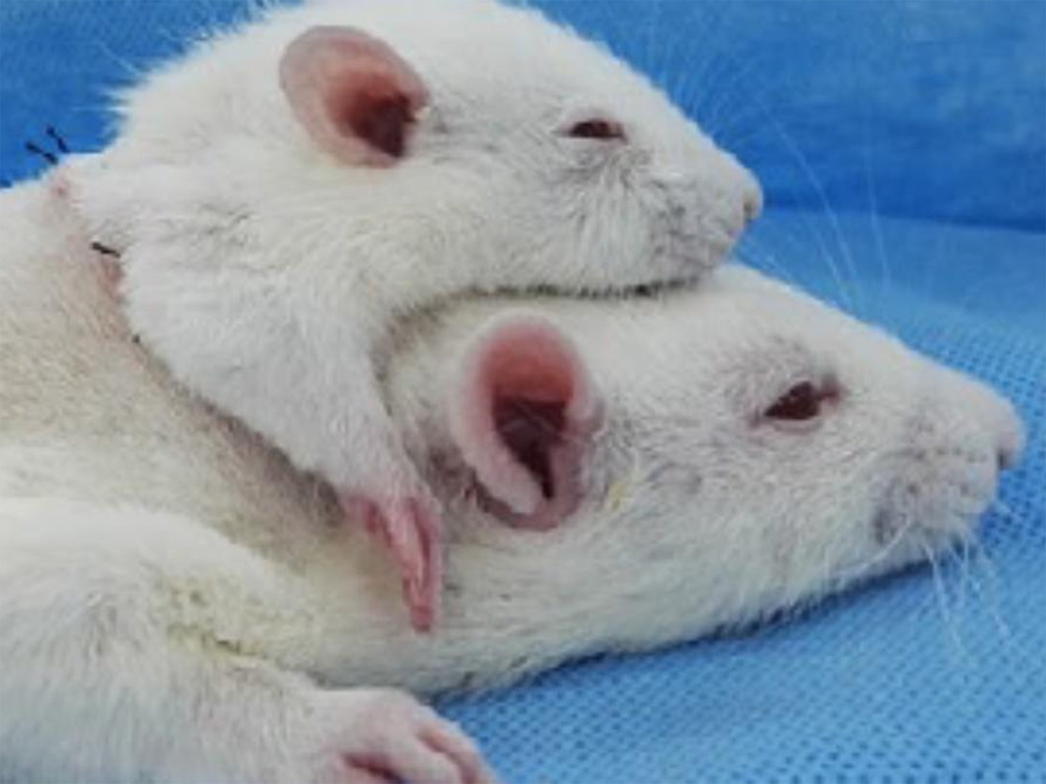 Image result for rat head transplant