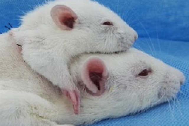 Scientists attached the head from one rat on to the body of another 