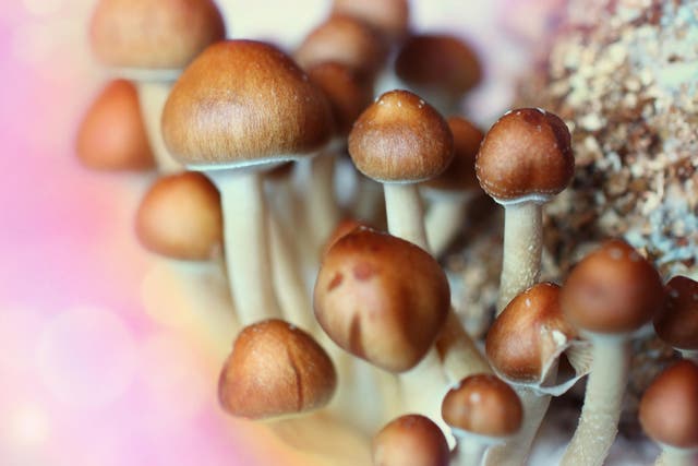 A chemical in magic mushrooms could be used to treat mental illness 