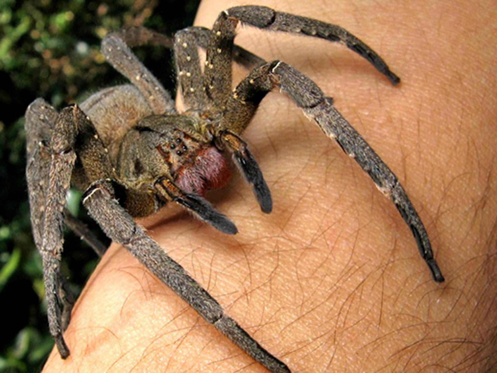 There have been reports the insects were Brazilian wandering spiders