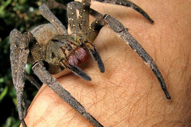 There have been reports the insects were Brazilian wandering spiders