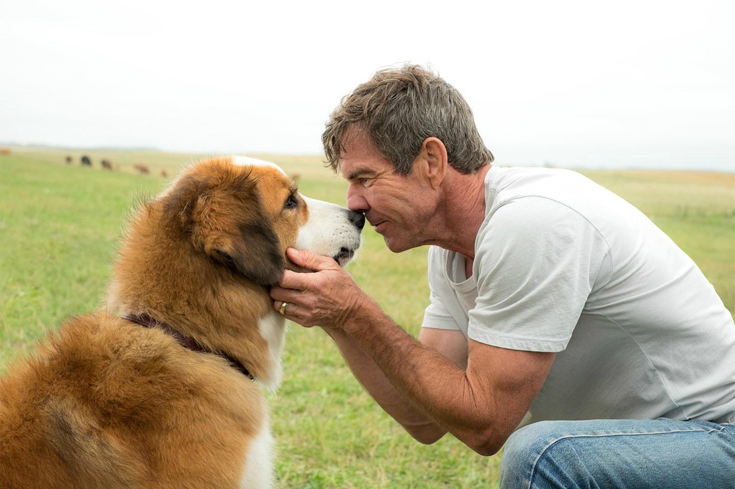 Film reviews round-up: A Dog's Purpose, Unlocked, Sleepless, Citizen Jane:  Battle for the City The Independent The Independent