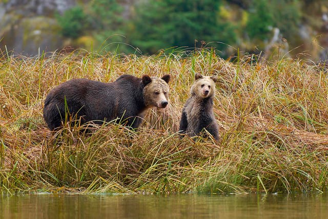 Hunting grizzly bears is an annual thing in British Columbia, though the tide is turning