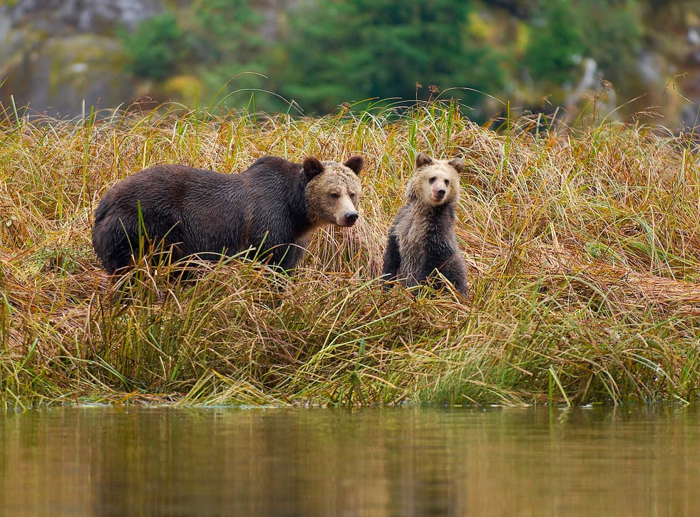 Hunting grizzly bears is an annual thing in British Columbia, though the tide is turning