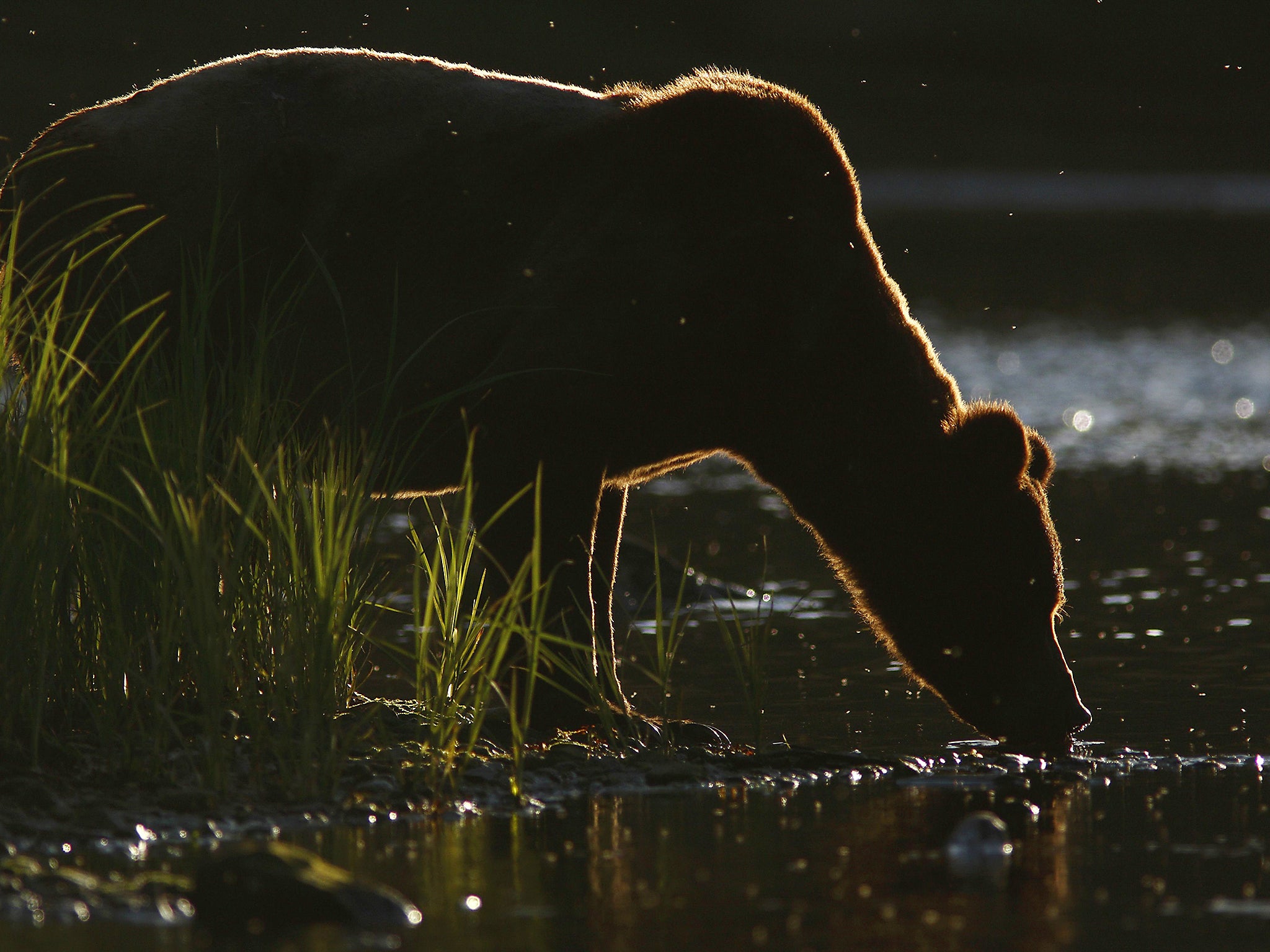 Grizzly Bear, drinking from river in the Great Bear Rainforest, British Columbia, Canada