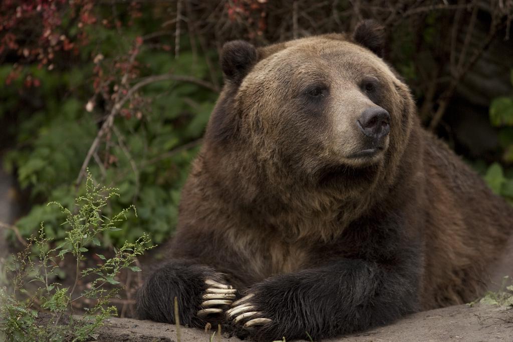 Spring is grizzly hunting season in British Columbia