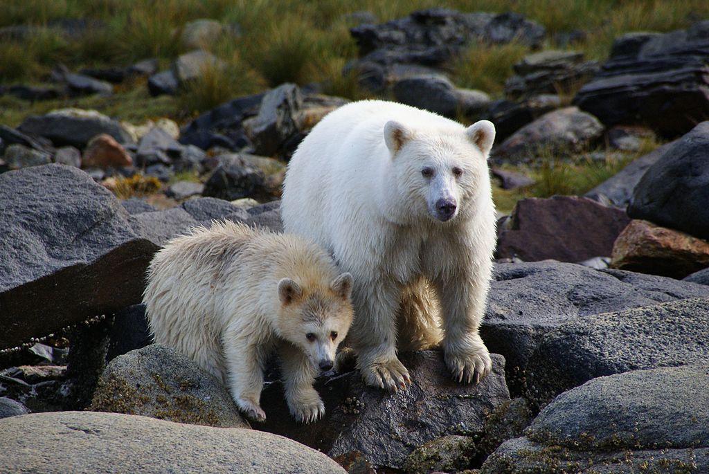 The rare 'spirit bears' of British Columbia