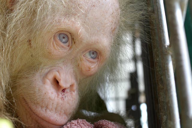 The rare albino orangutan