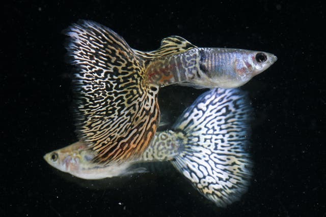 Guppies reacted as individuals in potentially dangerous situations