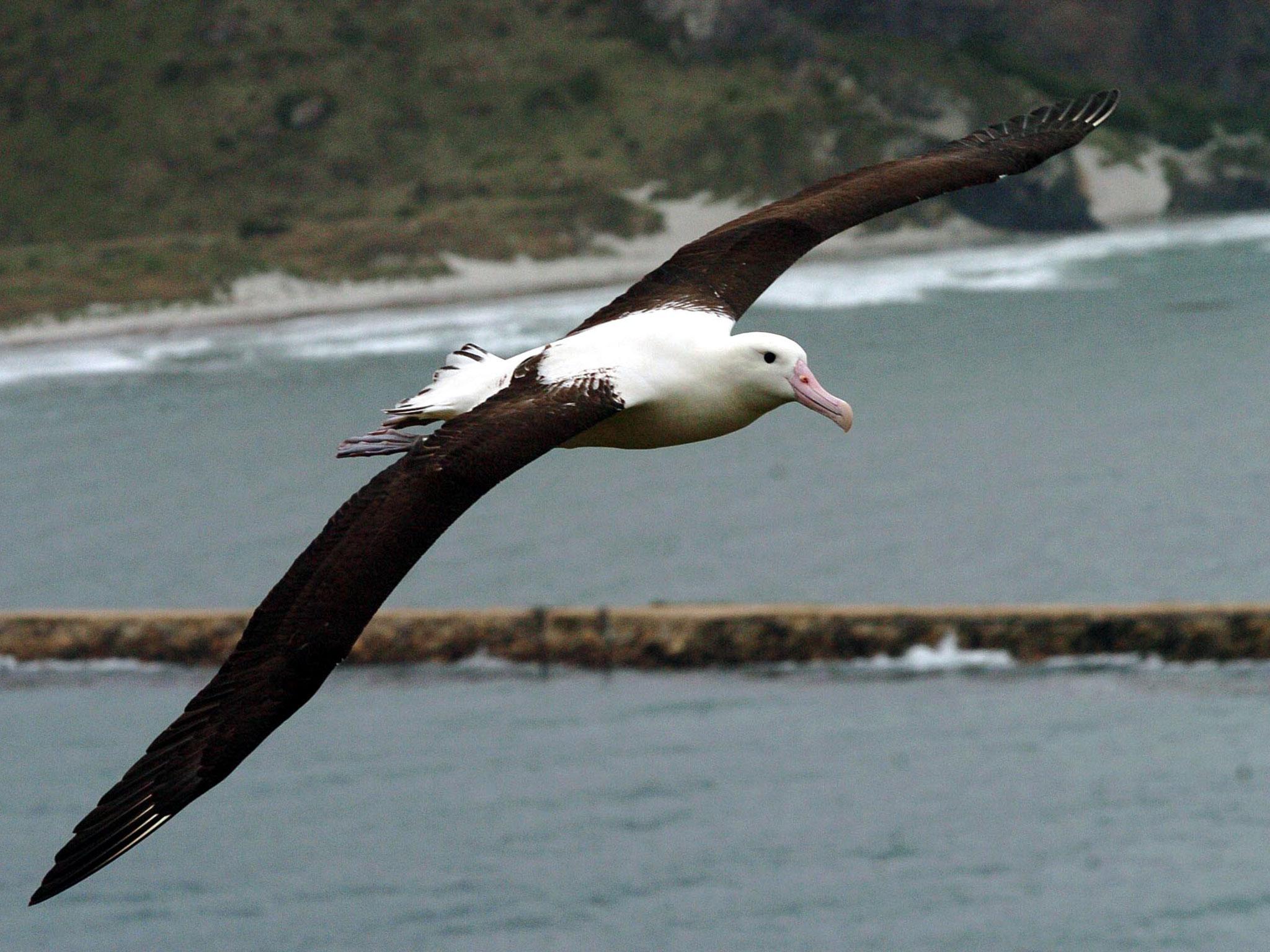 Northern Royal albatross numbers have declined on New Zealand's remote and inaccessible Chatham Islands