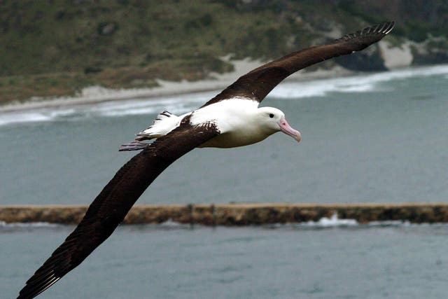 Albatross are attracted to fishing boats