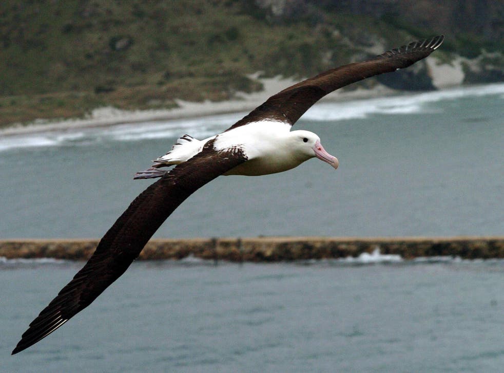 Albatross are attracted to fishing boats