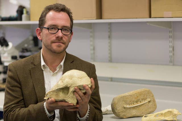 Dr Nick Longrich of the University of Bath with the jaw bone of a Chenanisaurus barbaricus, one of the last dinosaurs living in Africa before their extinction 66 million years ago, which has been discovered in a phosphate mine in northern Morocco