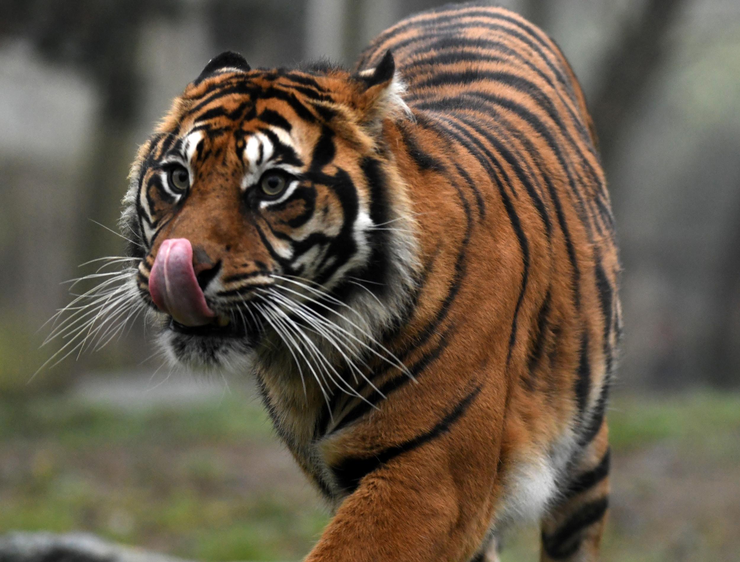 US animal sanctuary kills all its animals including three tigers and three  lions | The Independent | The Independent