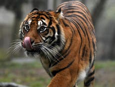 US animal sanctuary kills all its animals including tigers and lions